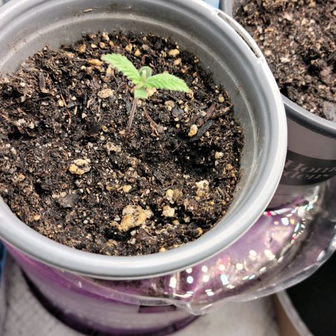 Northern Lights 1 and 2 growlog timeline photo
