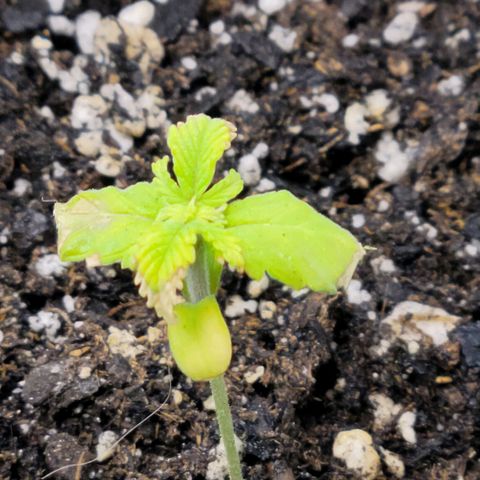 Platinum Cake growlog timeline photo