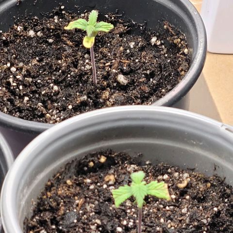 Northern Lights 1 and 2 growlog timeline photo