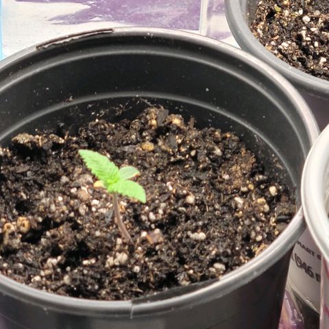 Northern Lights 3 growlog timeline photo