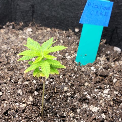 Platinum Cake growlog photo: Finally recovered and growing