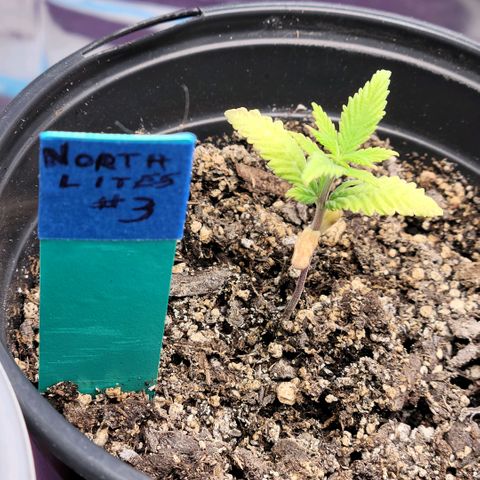 Northern Lights 3 growlog timeline photo