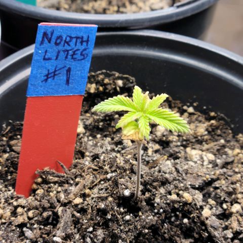 Northern Lights 1 and 2 growlog timeline photo