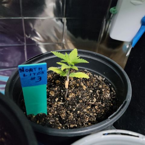 Northern Lights 3 growlog timeline photo