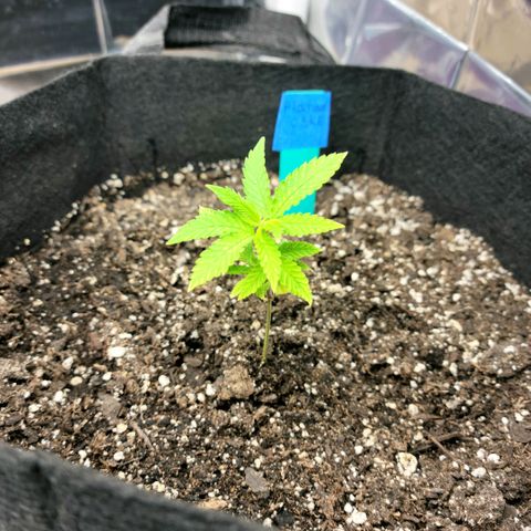 Platinum Cake growlog timeline photo