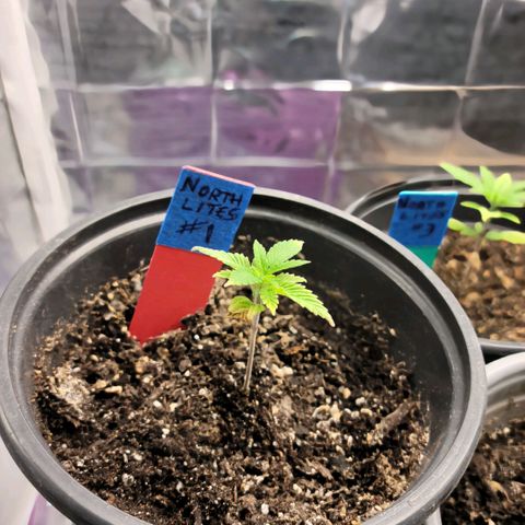 Northern Lights 1 and 2 growlog timeline photo