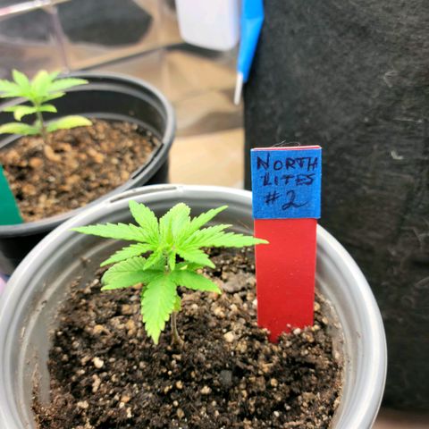 Northern Lights 1 and 2 growlog timeline photo