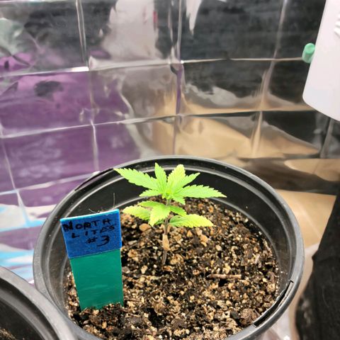 Northern Lights 3 growlog timeline photo