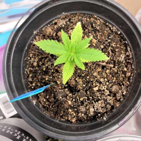 Northern Lights 3 growlog timeline photo