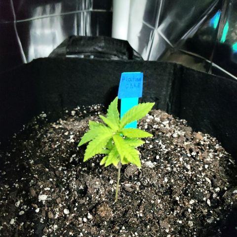 Platinum Cake growlog timeline photo