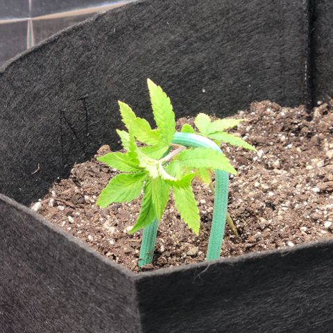 Platinum Cake growlog photo: LST