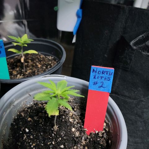 Northern Lights 1 and 2 growlog timeline photo