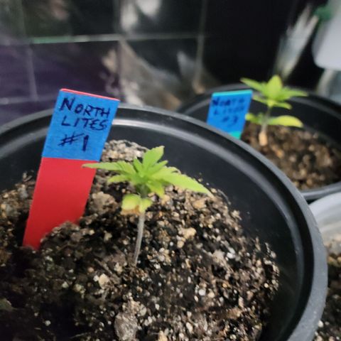 Northern Lights 1 and 2 growlog timeline photo