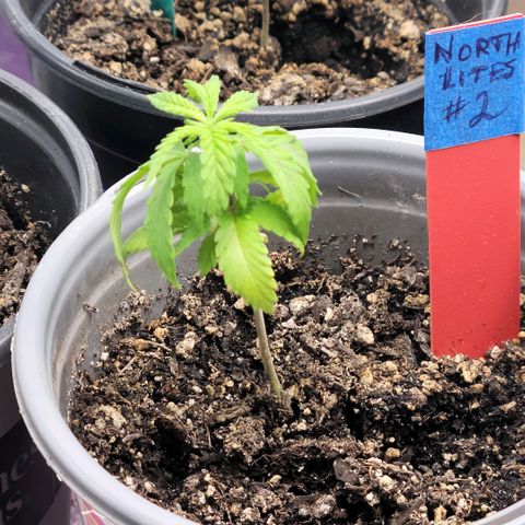 Northern Lights 1 and 2 growlog timeline photo