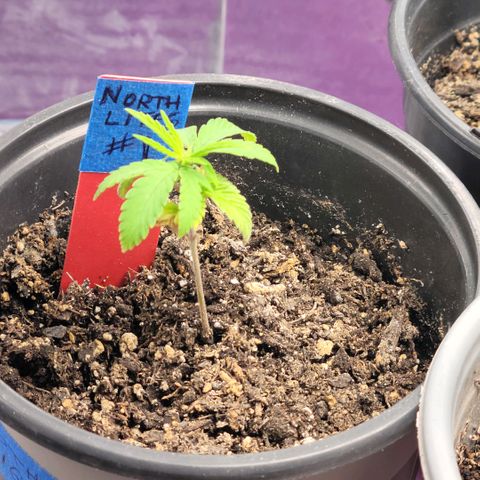 Northern Lights 1 and 2 growlog timeline photo