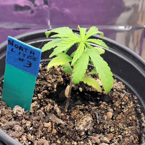 Northern Lights 3 growlog photo: She's really starting to grow!