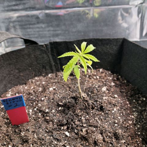 Northern Lights 1 and 2 growlog timeline photo
