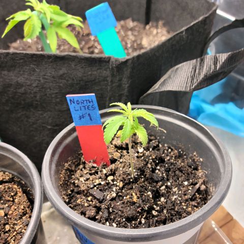 Northern Lights 1 and 2 growlog timeline photo