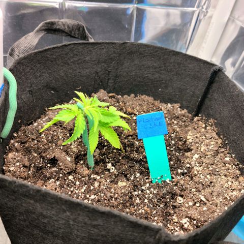 Platinum Cake growlog timeline photo