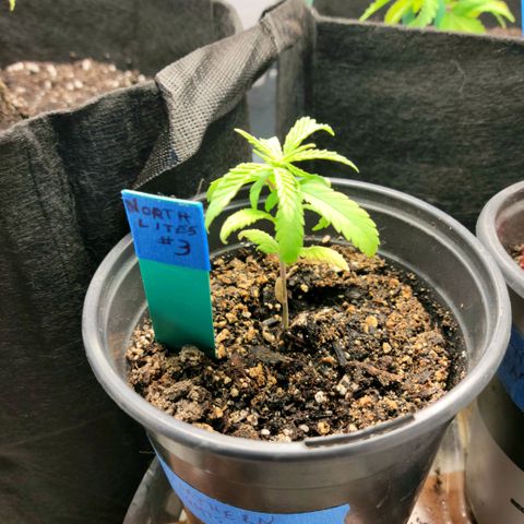 Northern Lights 3 growlog timeline photo