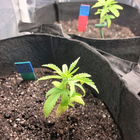Northern Lights 3 growlog timeline photo