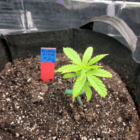 Northern Lights 1 and 2 growlog timeline photo