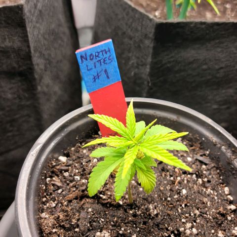 Northern Lights 1 and 2 growlog timeline photo