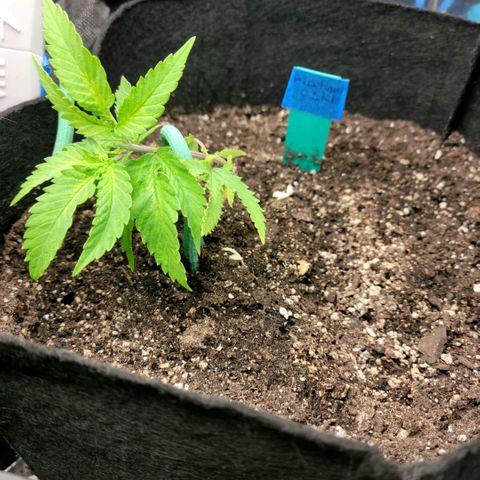 Platinum Cake growlog timeline photo