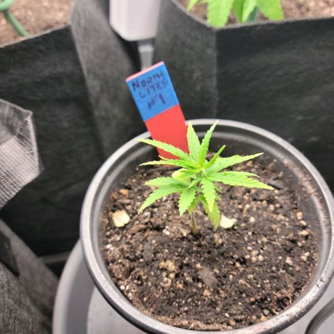 Northern Lights 1 and 2 growlog timeline photo