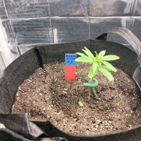 Northern Lights 1 and 2 growlog timeline photo