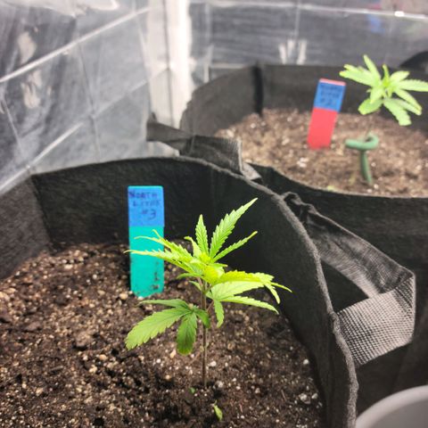 Northern Lights 3 growlog timeline photo