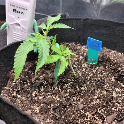 Platinum Cake growlog timeline photo