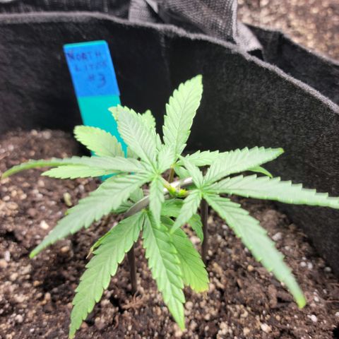 Northern Lights 3 growlog timeline photo
