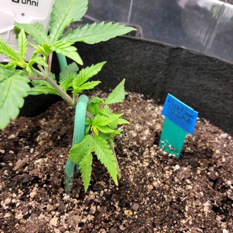 Platinum Cake growlog timeline photo