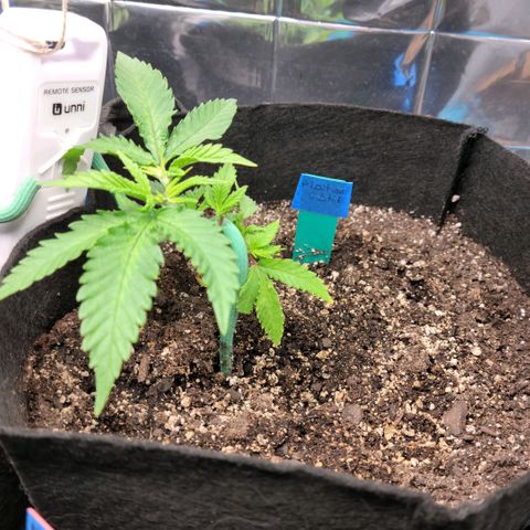 Platinum Cake growlog timeline photo