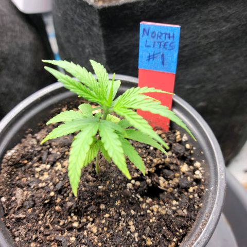 Northern Lights 1 and 2 growlog timeline photo