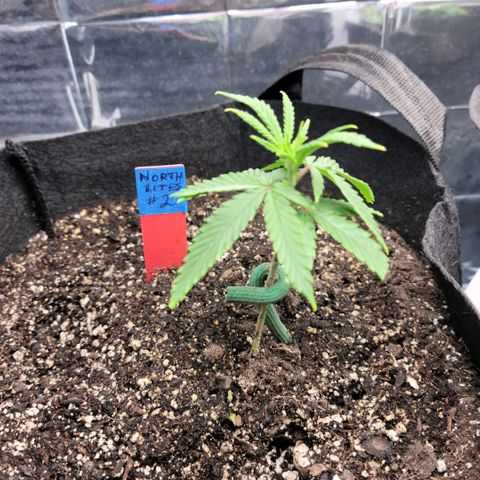 Northern Lights 1 and 2 growlog timeline photo