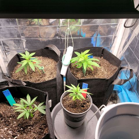 Platinum Cake growlog timeline photo