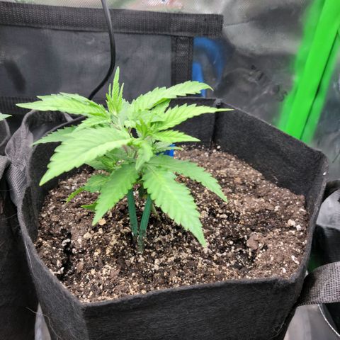 Platinum Cake growlog timeline photo