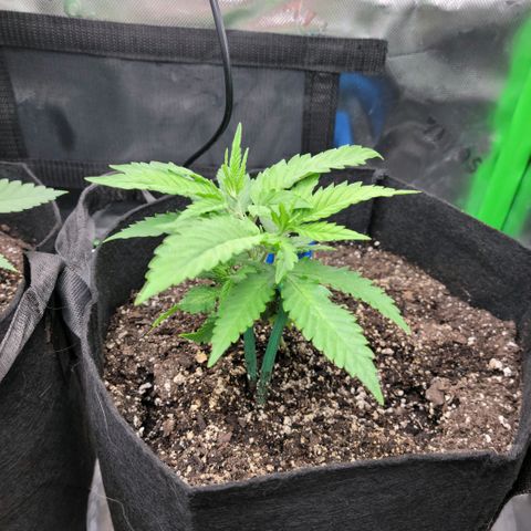 Platinum Cake growlog timeline photo