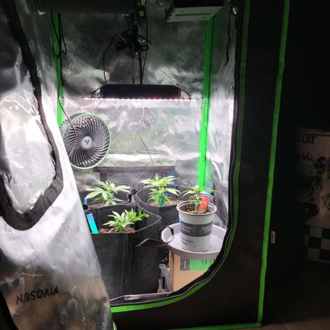 Northern Lights 1 and 2 growlog timeline photo