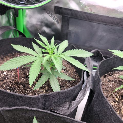 Northern Lights 1 and 2 growlog timeline photo