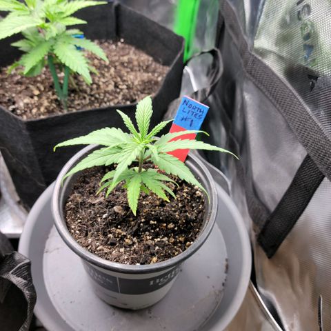 Northern Lights 1 and 2 growlog timeline photo