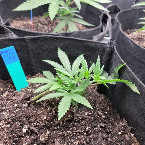 Northern Lights 3 growlog timeline photo
