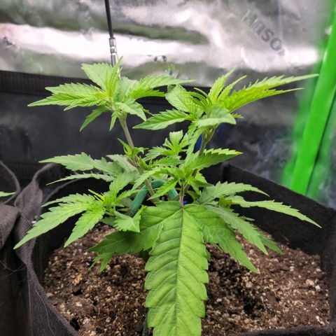 Platinum Cake growlog timeline photo