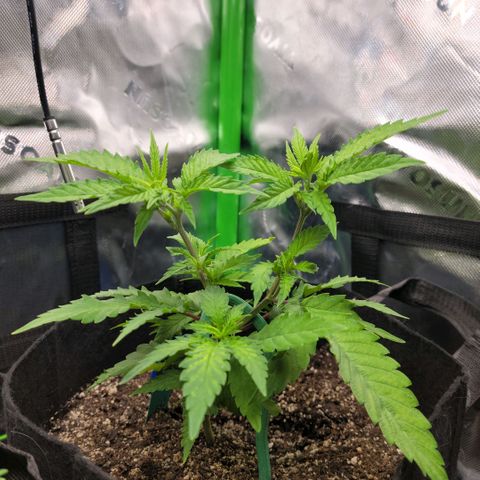 Platinum Cake growlog timeline photo