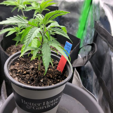 Northern Lights 1 and 2 growlog timeline photo