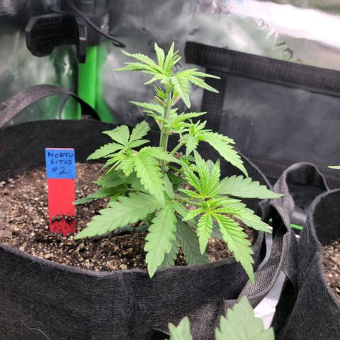 Northern Lights 1 and 2 growlog timeline photo