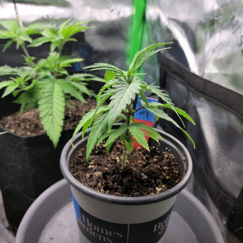 Northern Lights 1 and 2 growlog timeline photo