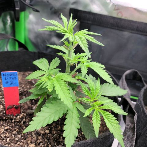 Northern Lights 1 and 2 growlog timeline photo